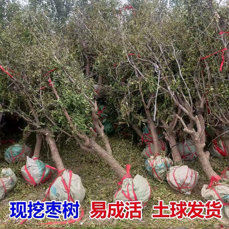 风景源果树苗木专营店