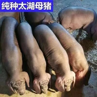 创购农业