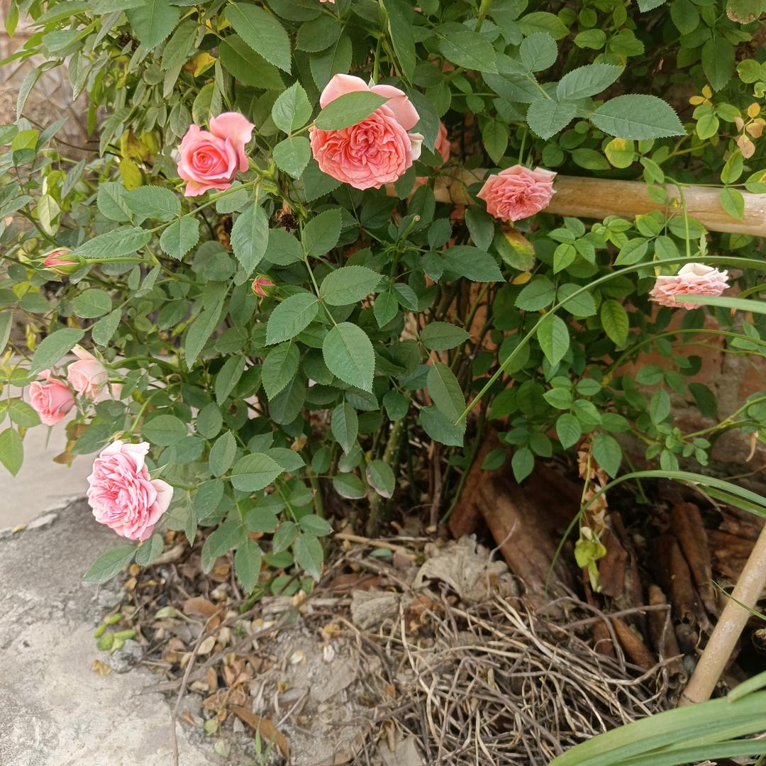 草原里长大