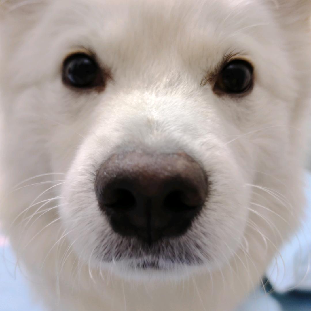 高白牛