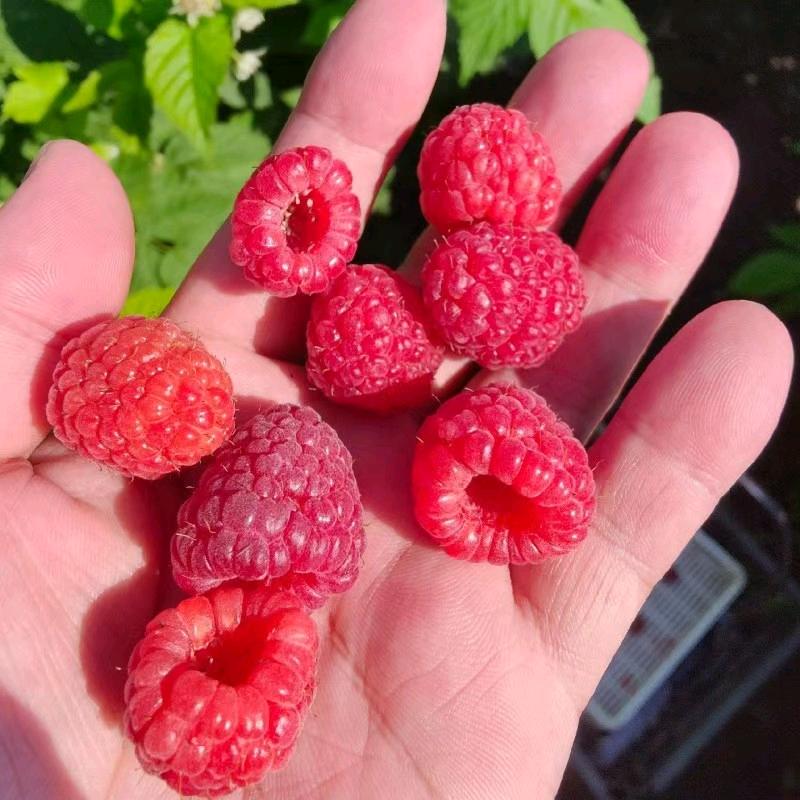 汇花果树苗木专营店