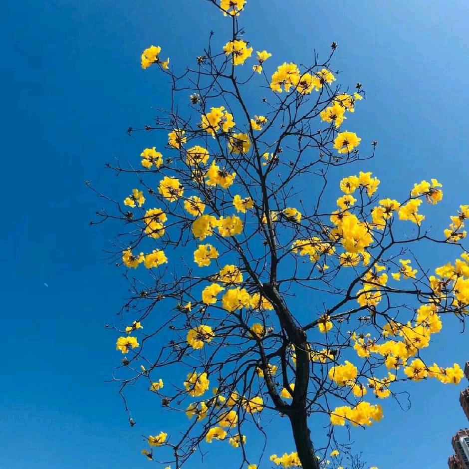 'Anna。🌻