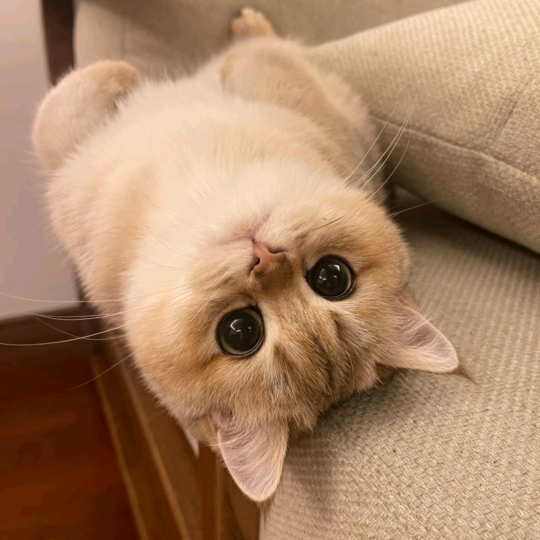 斑斑是只猫