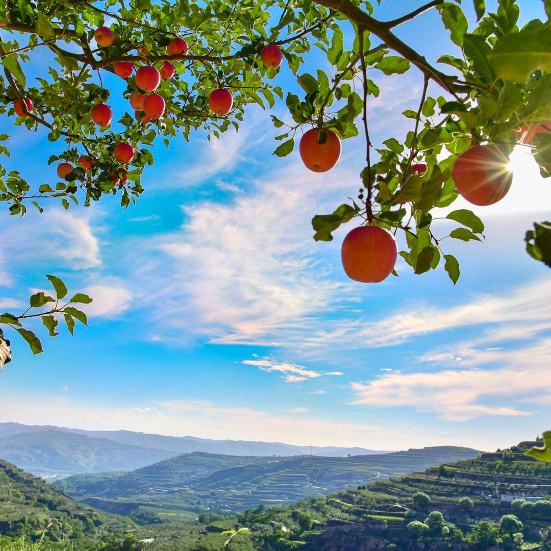 绿野鲜踪甄选果园供应链