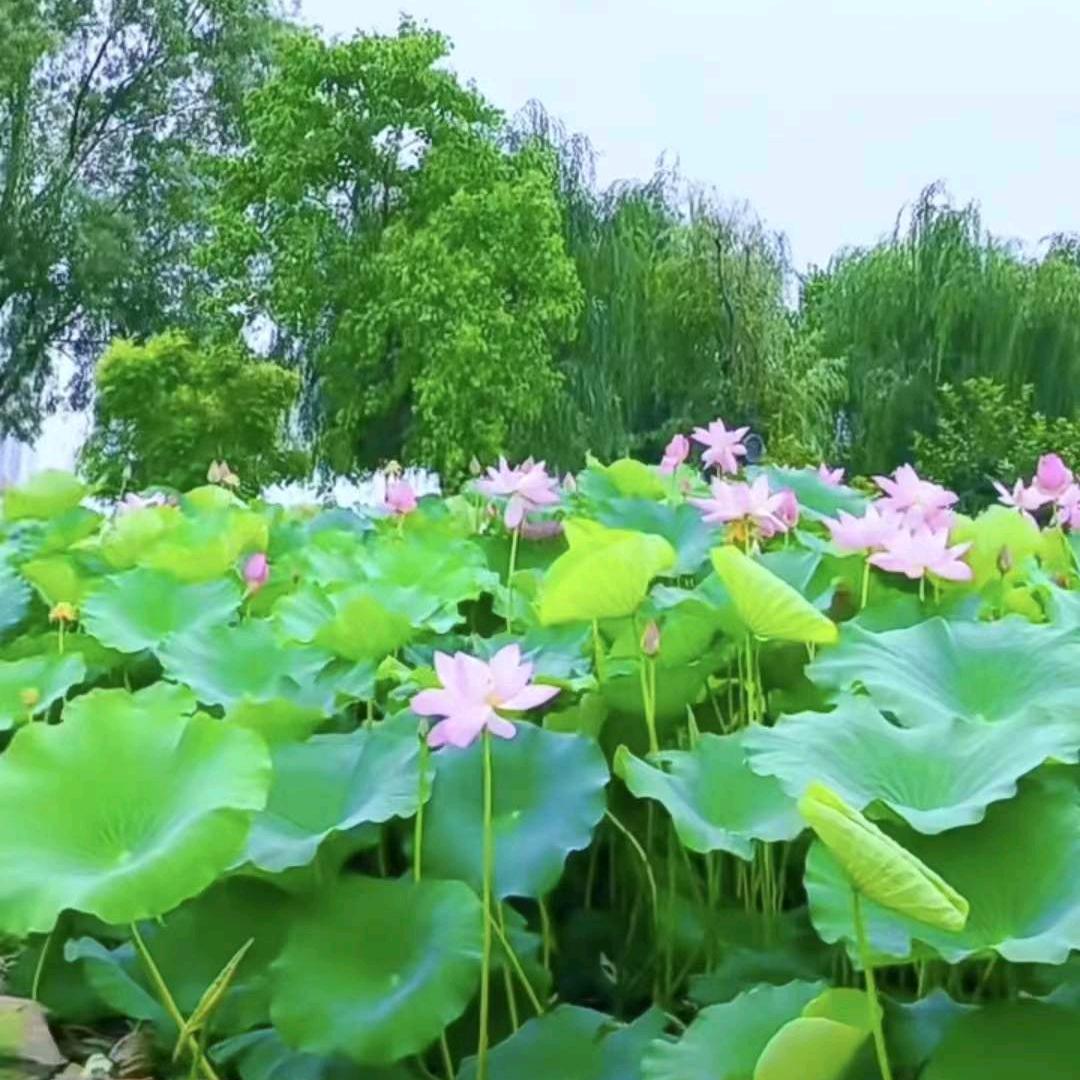 喜欢鼎叮的花村红绪头像