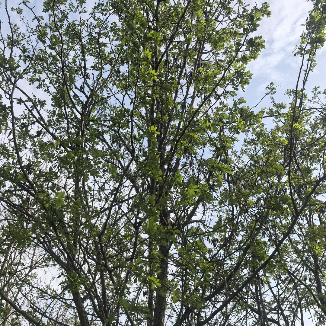 挚爱
