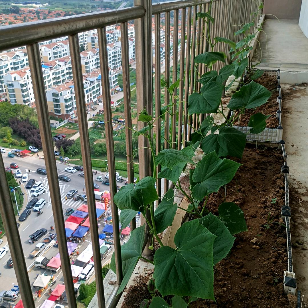 老妈妈手机控头像