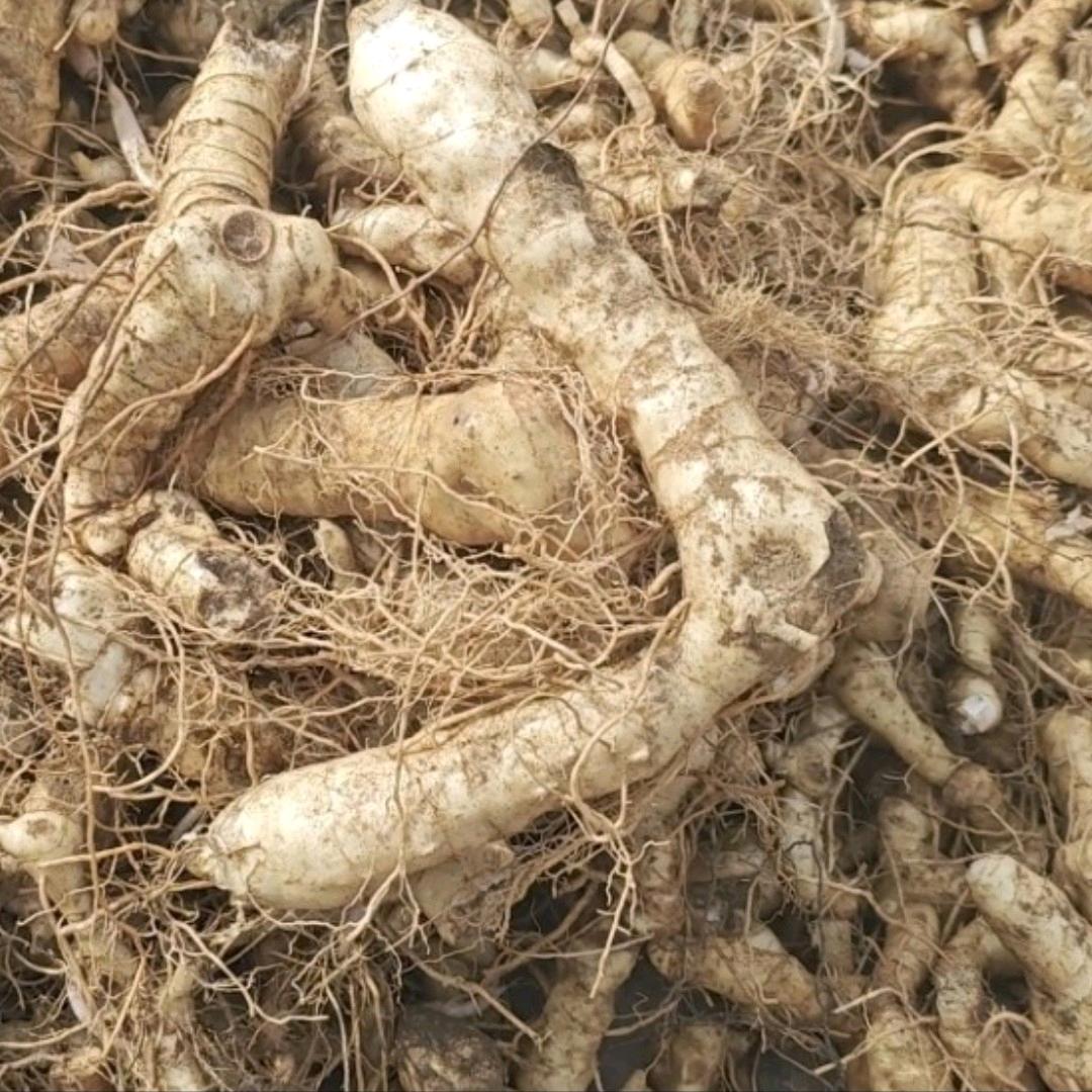 奢百草墅安专卖店