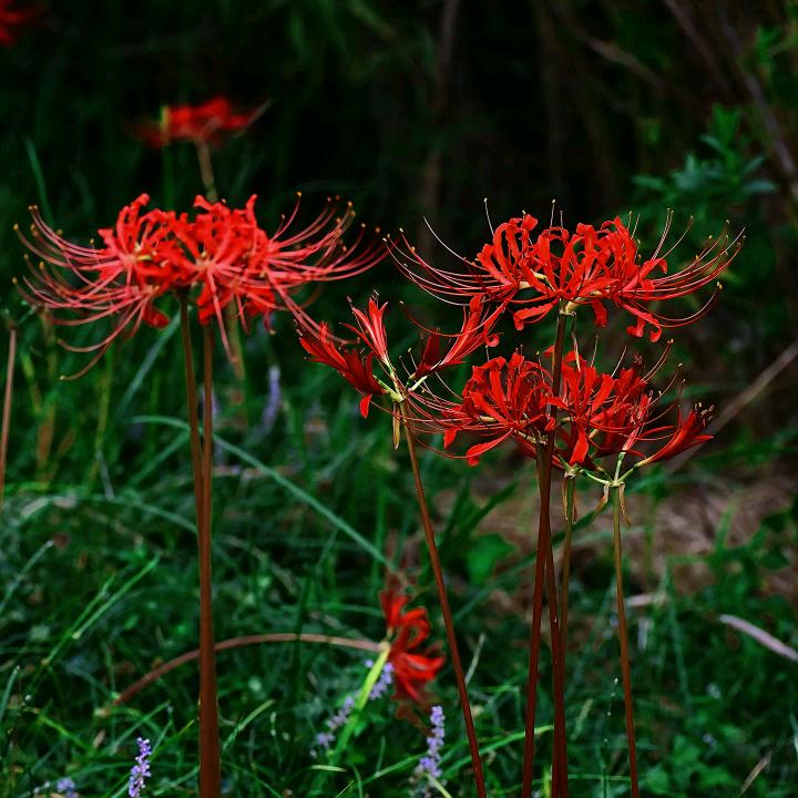 @ᝰꫛ远方ꫀꪝ: Ꭽℯ⃝落ঞᩚ幕꧔ꦿ᭄