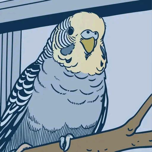 特色大头鹦鹉（萌宠甄选）