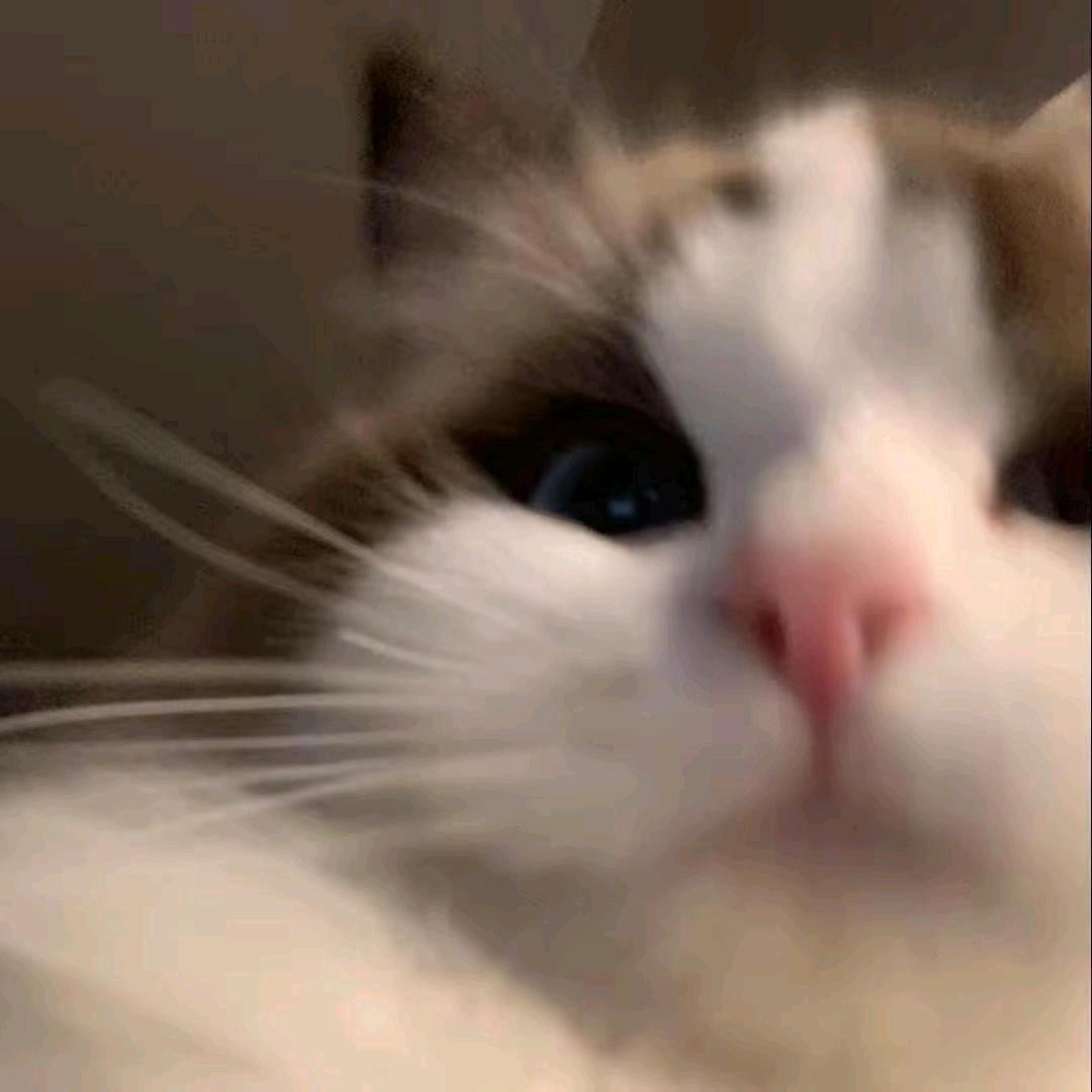 沉默的笨蛋
