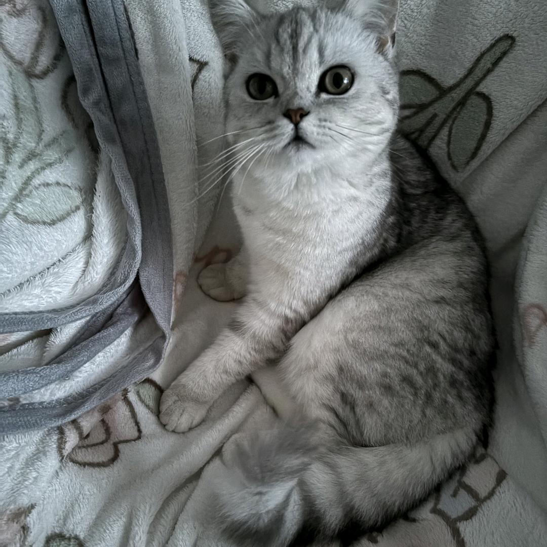 加油