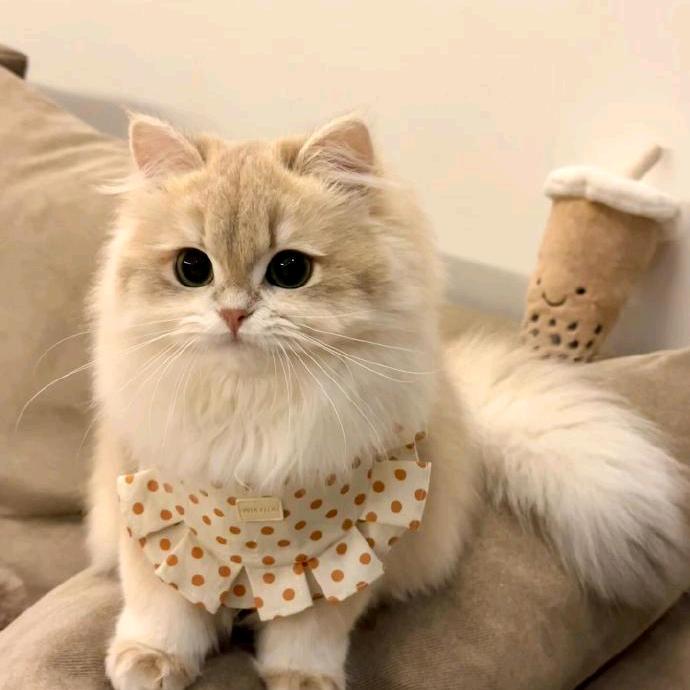 七月是大胖猫