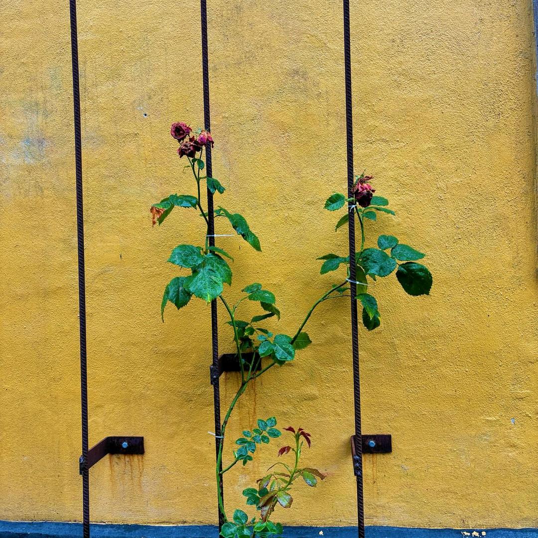 猫威威（三角洲行动）