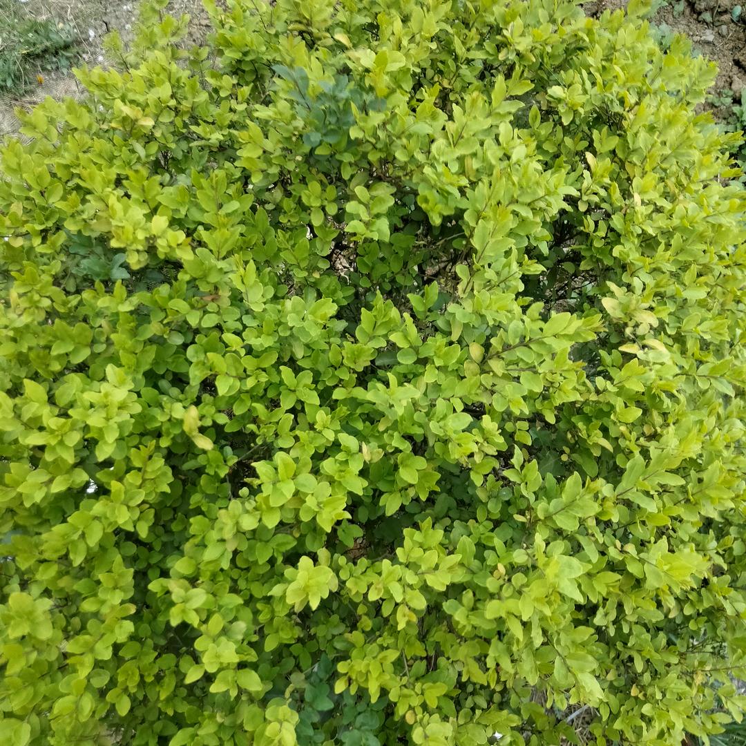 罗Ⅹ