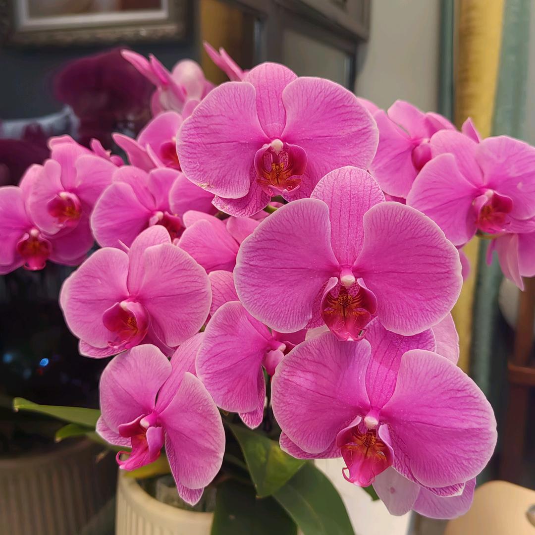 叶子（🌿🌿🌿）