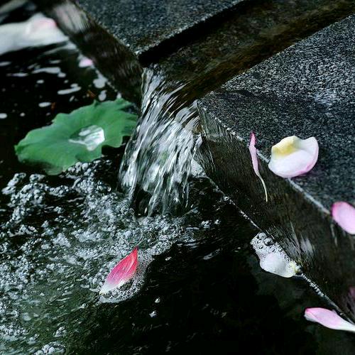 落花随流水