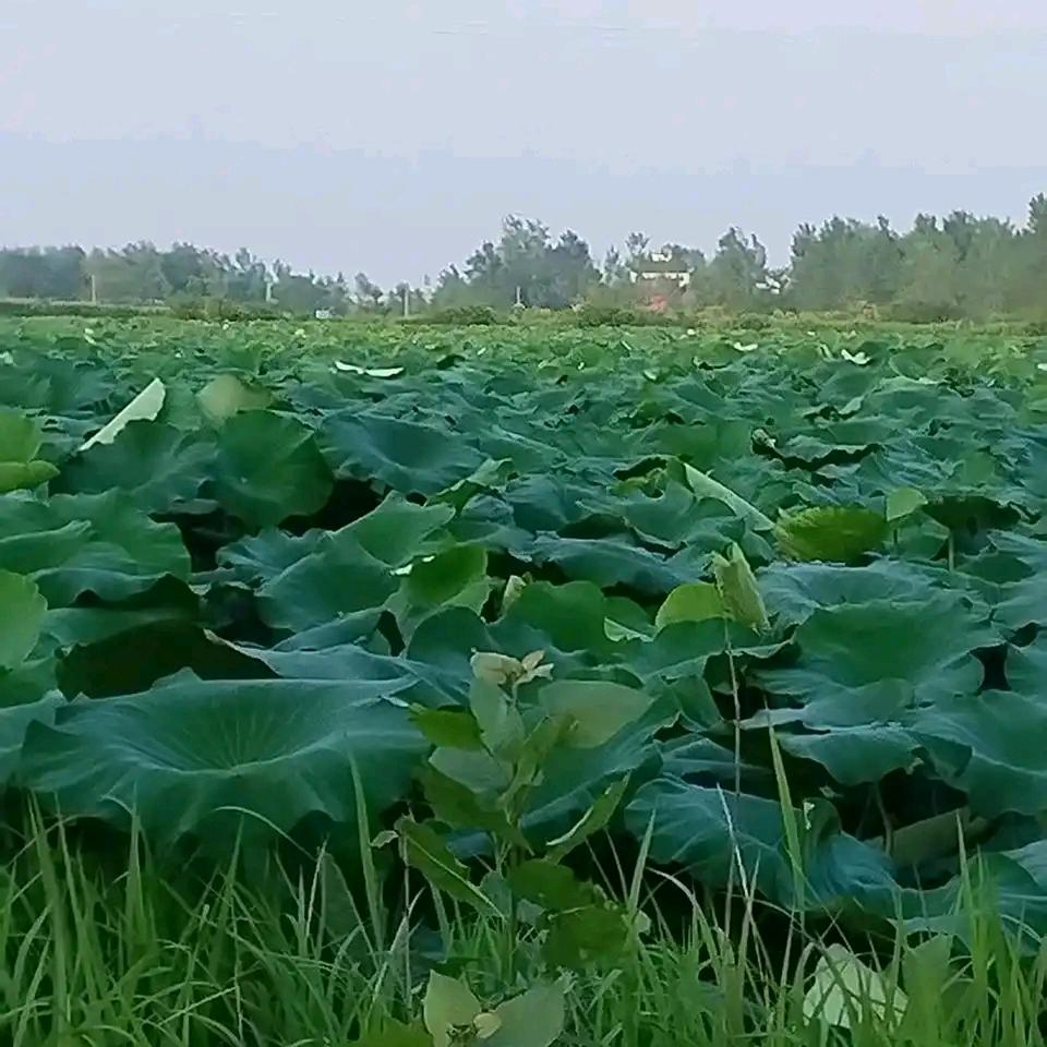 洪湖粉藕