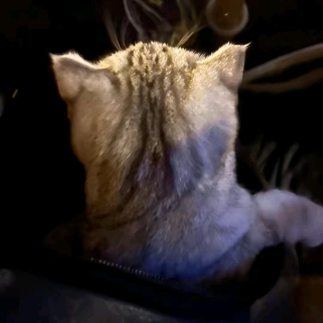 减肥进行时