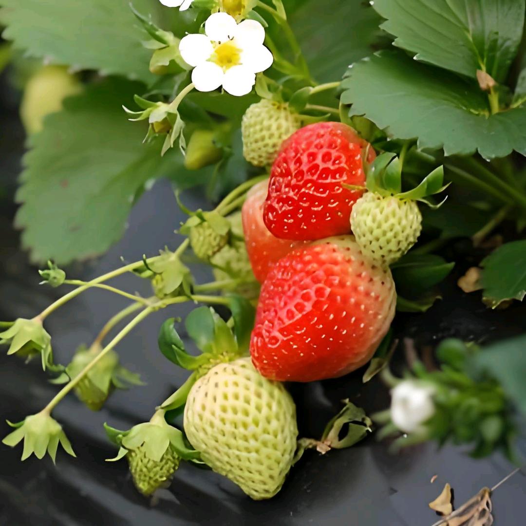 会种地的女律师