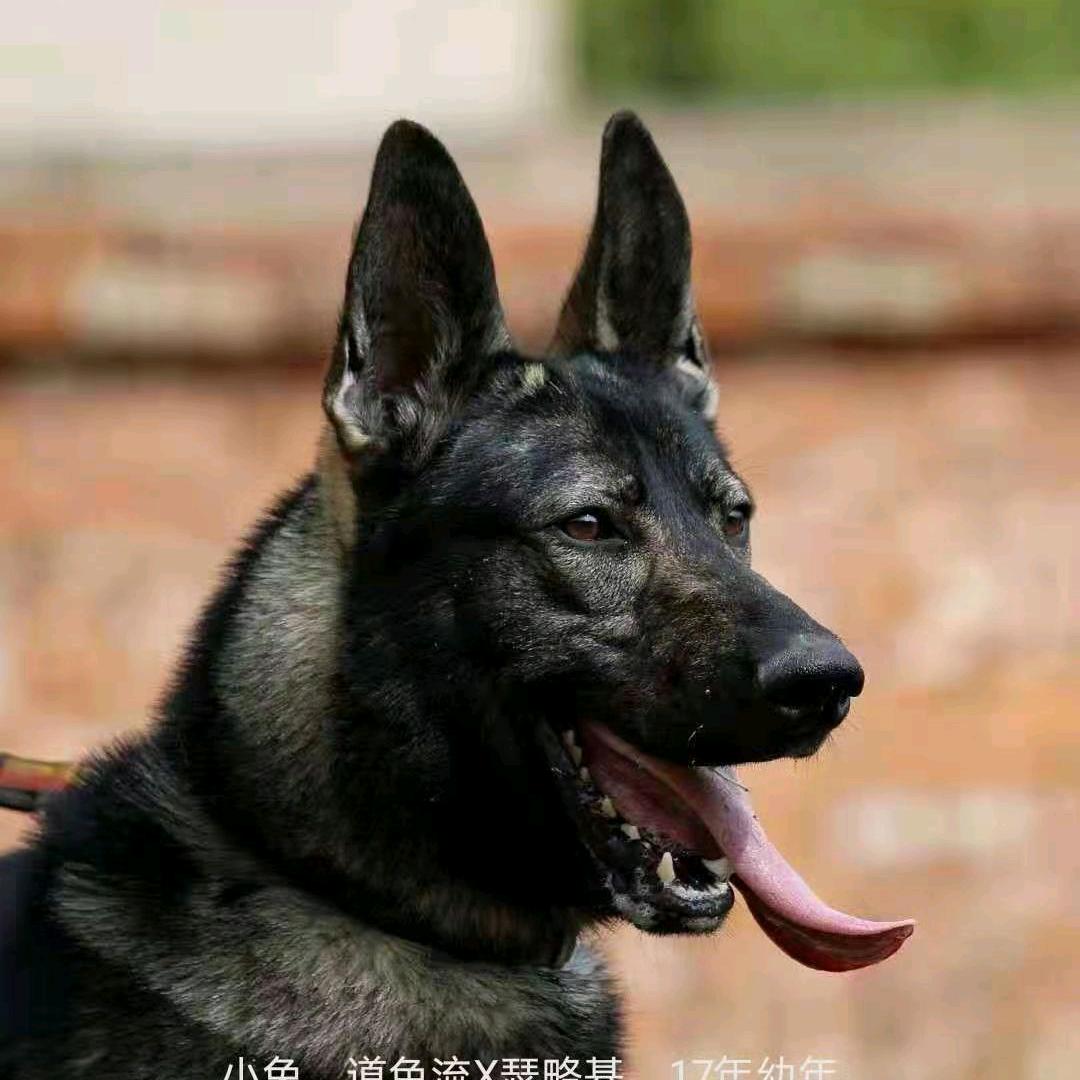 业辉昆明犬
