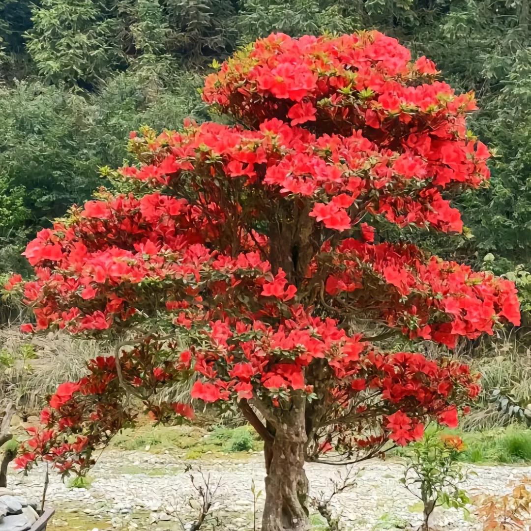 壹加壹映山红花卉
