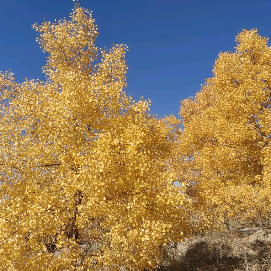 金色农华种业责任有限公司