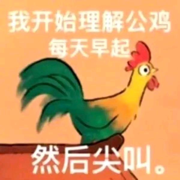 公鸡🐓咯咯咯