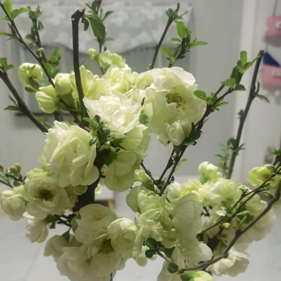 曼陀罗花