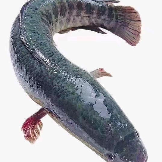 黑鱼哥