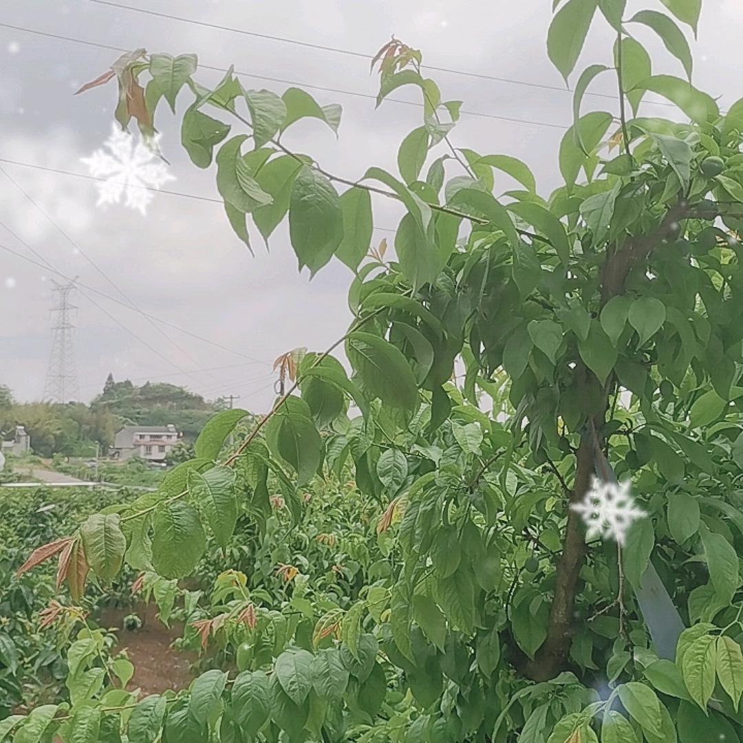 水果爱好者（农村创业）