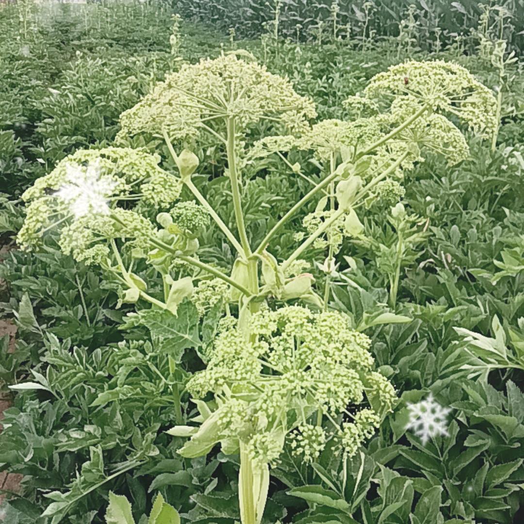 顺其自然一切随缘