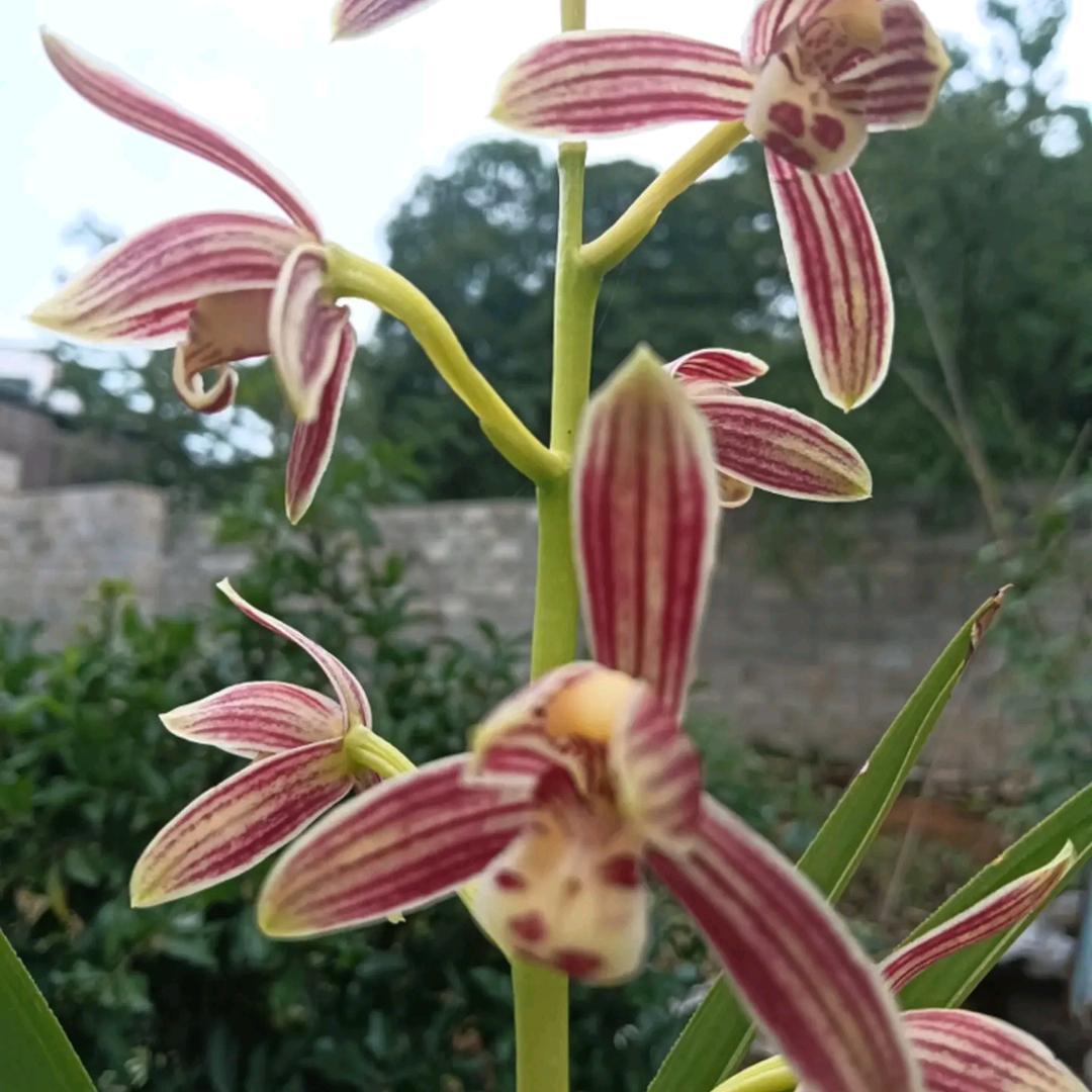 玫瑰花束，平安一生