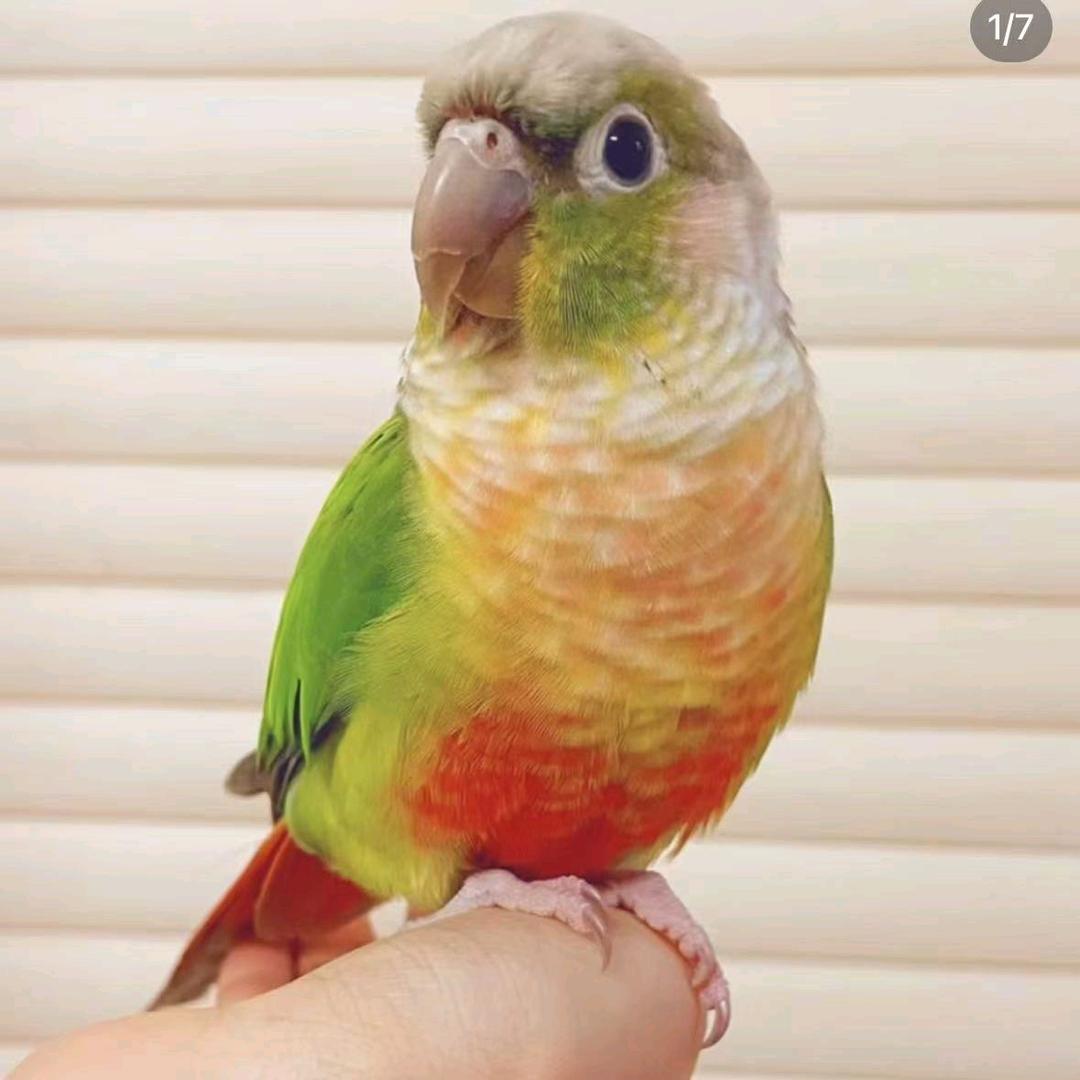 天津山河鹦鹉养殖基地