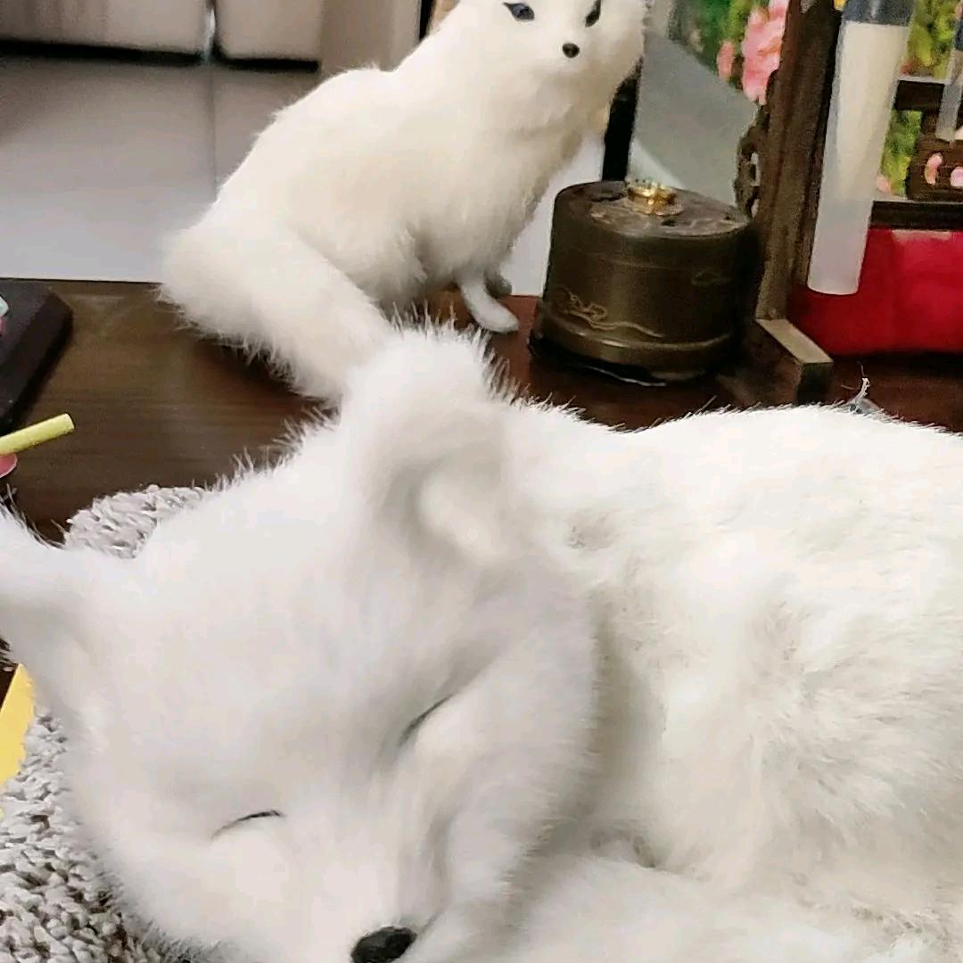 莲尘3