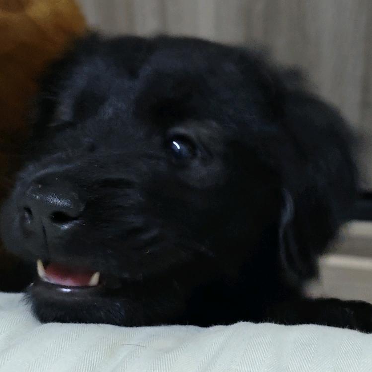 Damon🐶