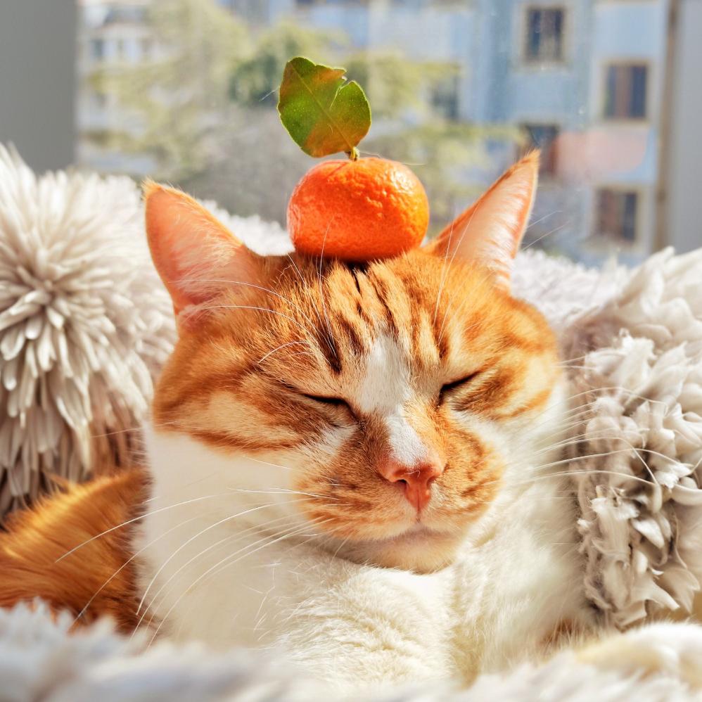 故事家的小呆猫📸