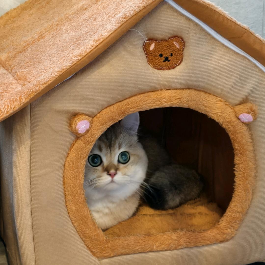 小猫贝贝