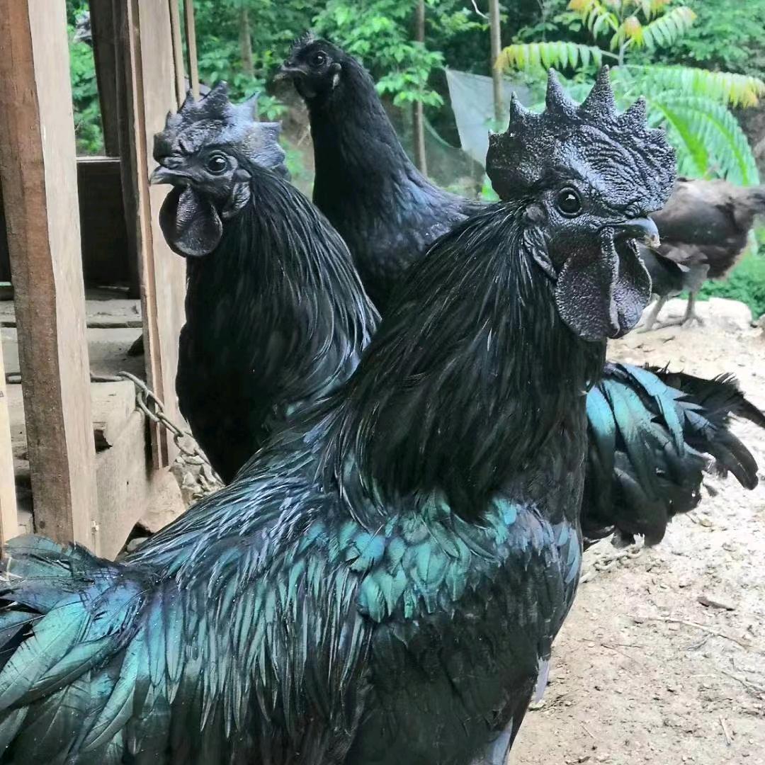 盐津高山农产品