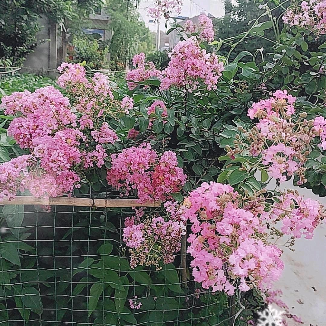 晟姥姥