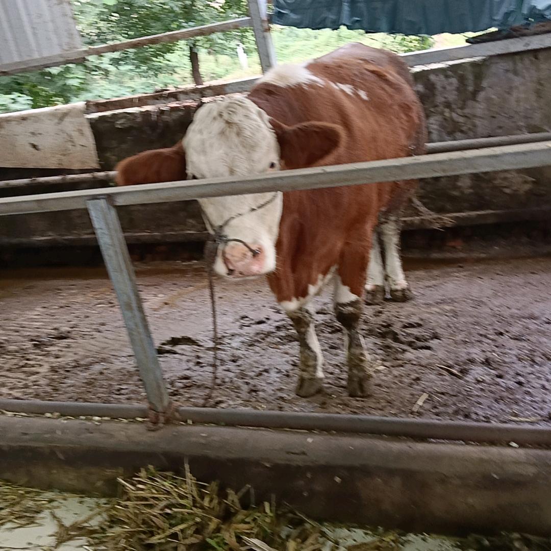 生鲜牛羊肉