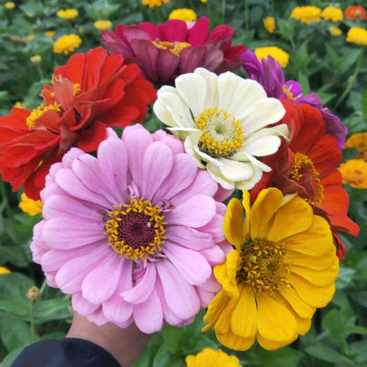 沭阳县花都园林苗木场