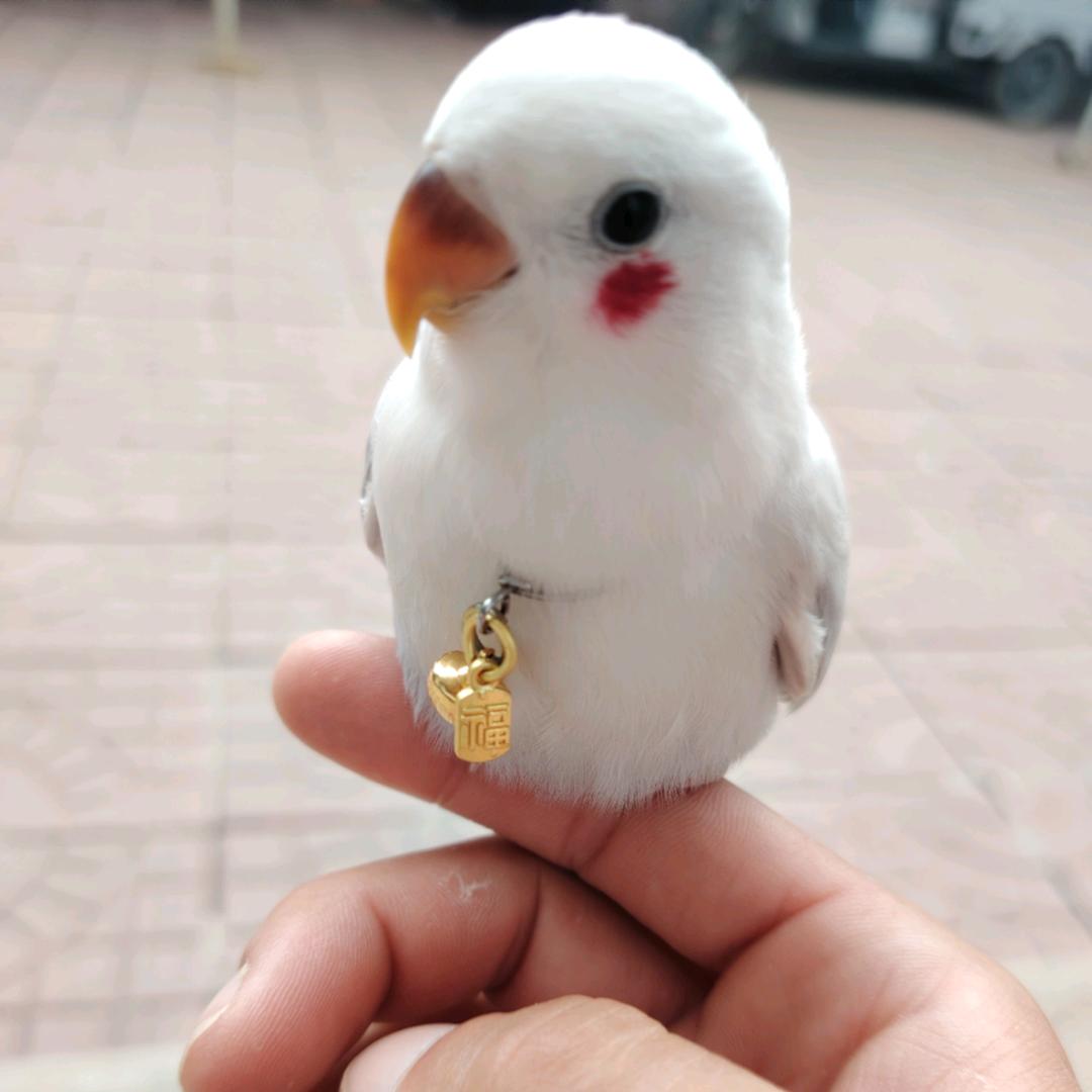 张盼