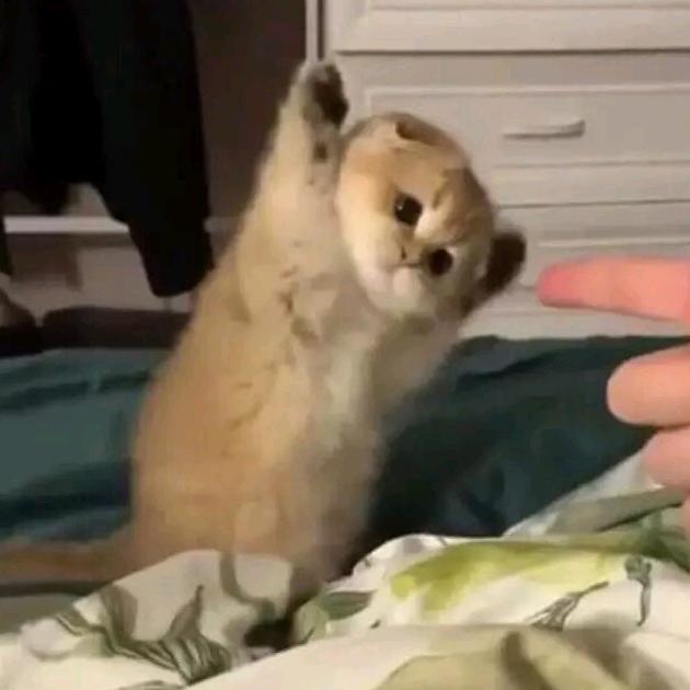 苏呵