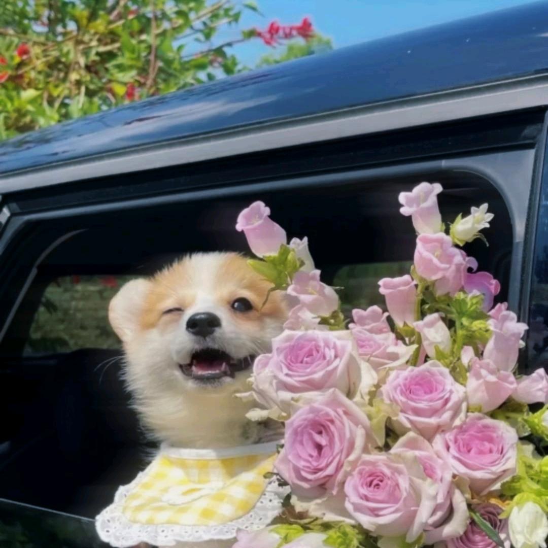 小狗蒜了蒜了𓏸 𓂂 𓈒 🐟