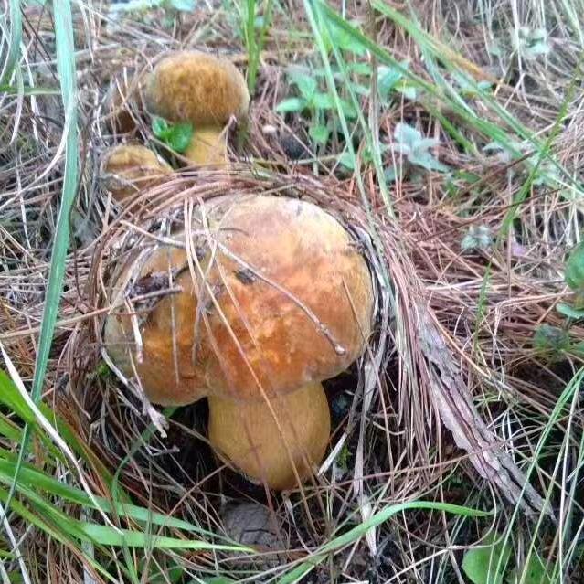 一缕阳光
