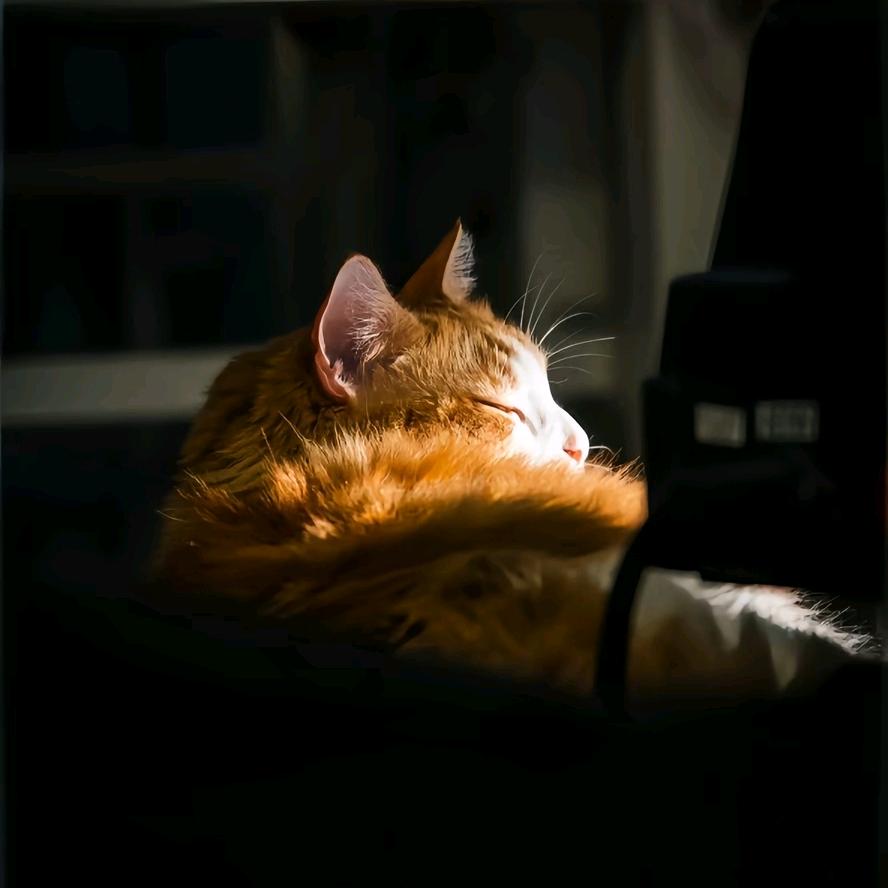 AAA专业套狗王哥