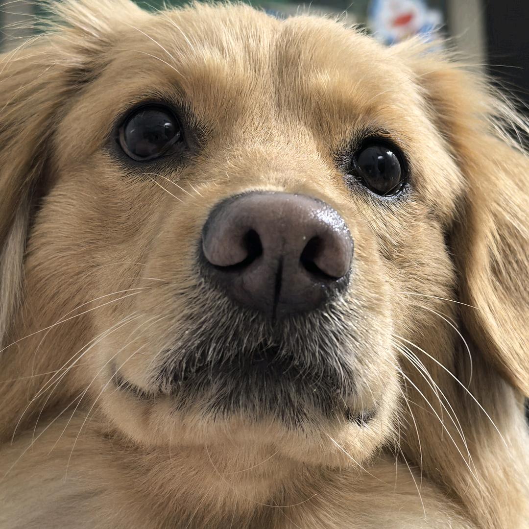 安安爱看剧