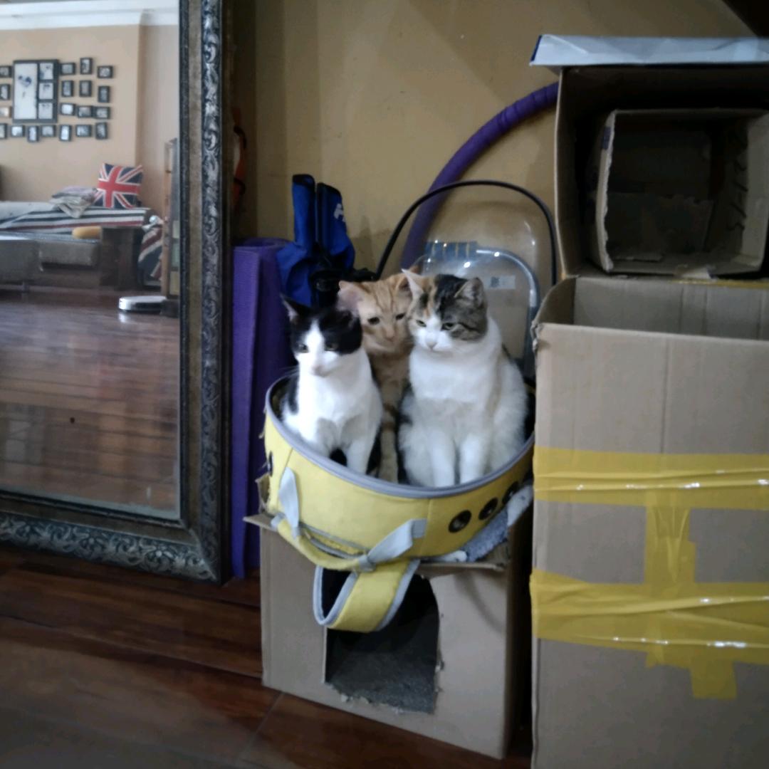 王德芙与王德发