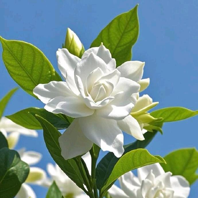 蓉城的栀子花